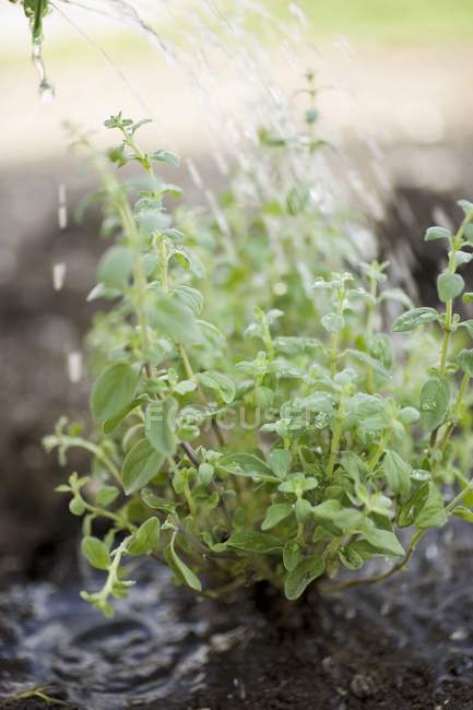 Closeup view of watering herbs on ground — Stock Photo