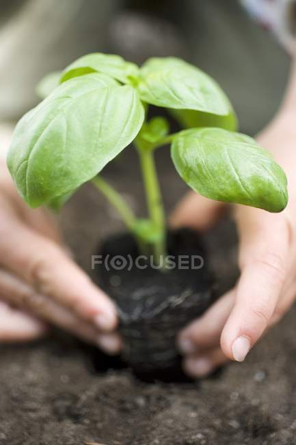 Basilikum in die Erde pflanzen — Stockfoto