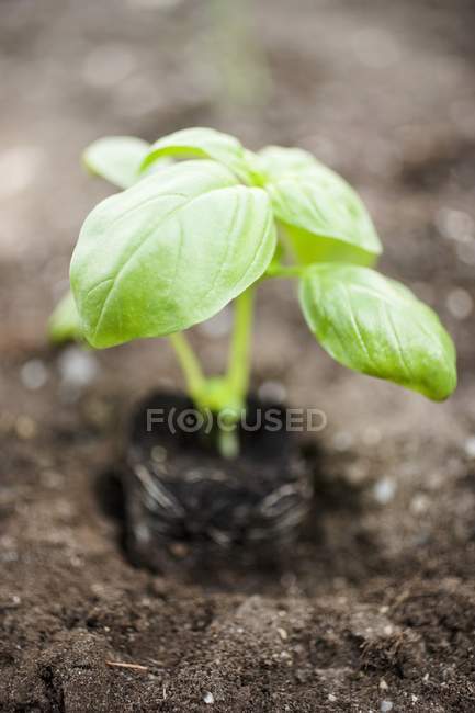Basilikumpflanze im Boden — Stockfoto