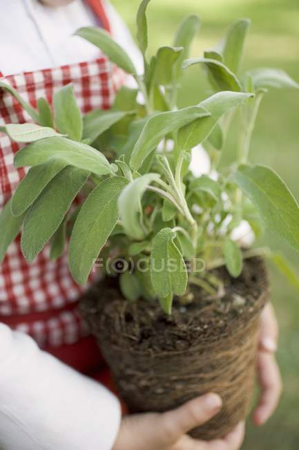 Cropped view of child holding sage plant — Stock Photo