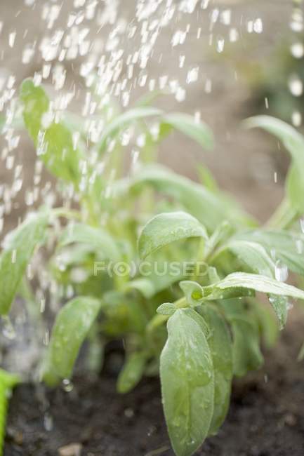 Watering sage in garden — Stock Photo