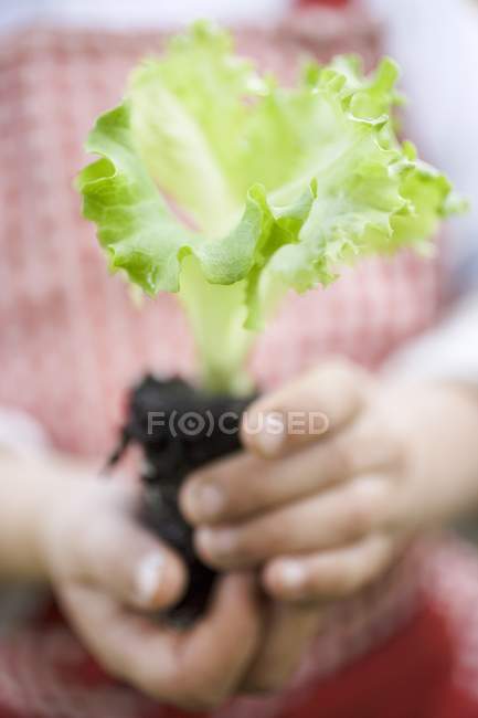 Kind hält Salat in der Hand — Stockfoto