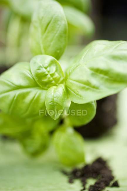 Planta de albahaca fresca - foto de stock