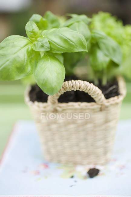 Frische Basilikumpflanzen — Stockfoto