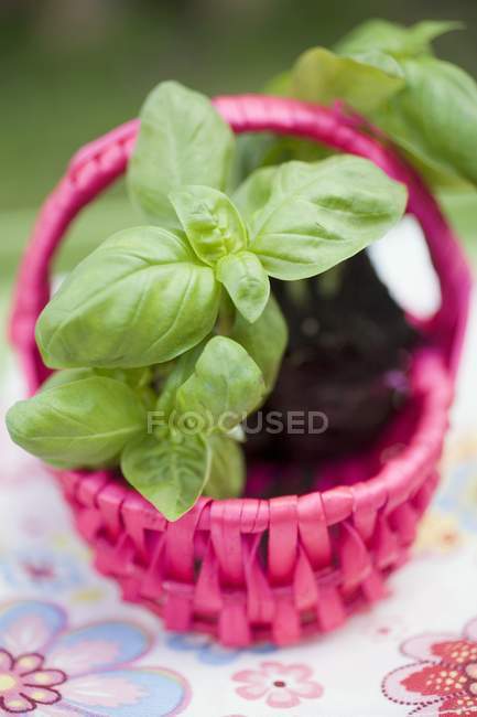 Fresh Basil plants — Stock Photo