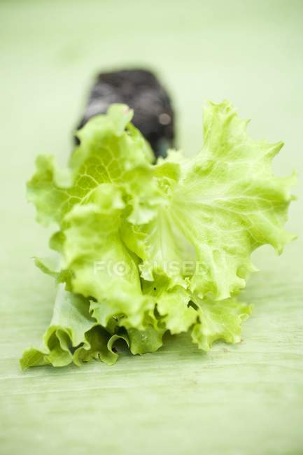 Foglie di lattuga verde — Foto stock