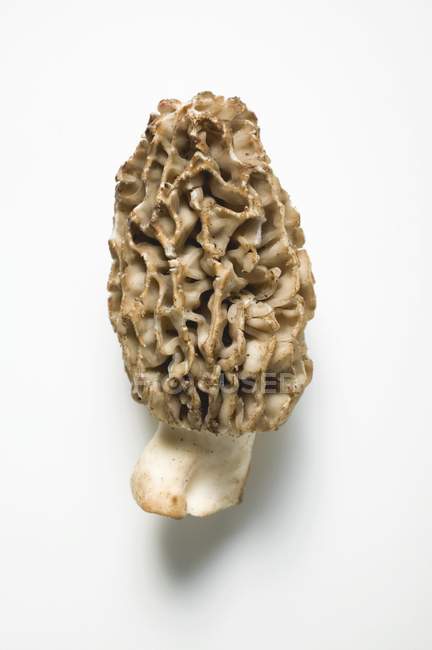 Closeup view of one morel mushroom on white surface — Stock Photo