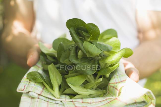 Женские руки с кукурузным салатом — стоковое фото