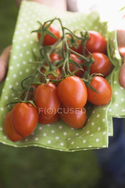 Руки держат свежие помидоры — стоковое фото