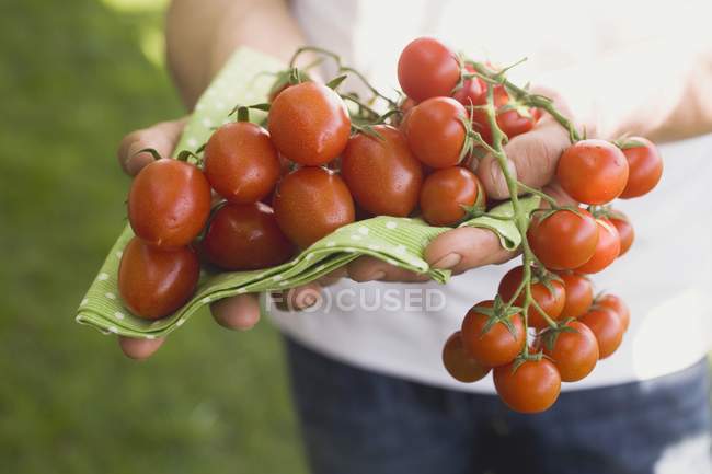 Mãos com tomates frescos — Fotografia de Stock