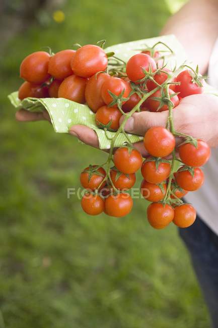 Hands holding fresh tomatoes — Stock Photo