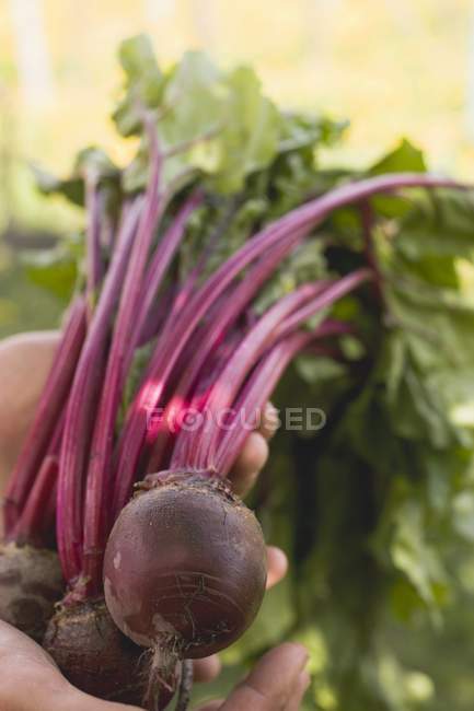 Human Hands holding beetroot — Stock Photo