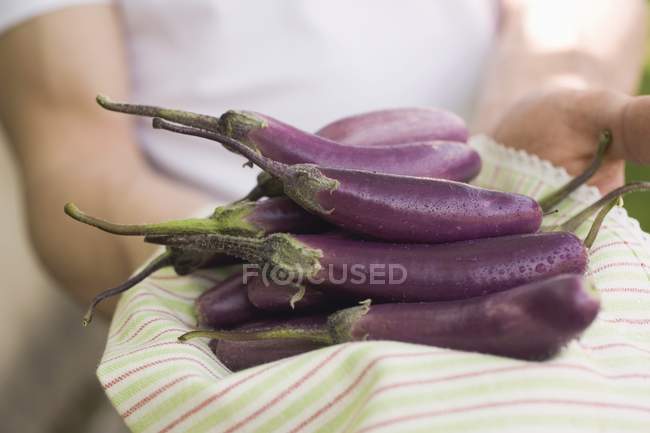 Mains humaines tenant des aubergines fraîches — Photo de stock