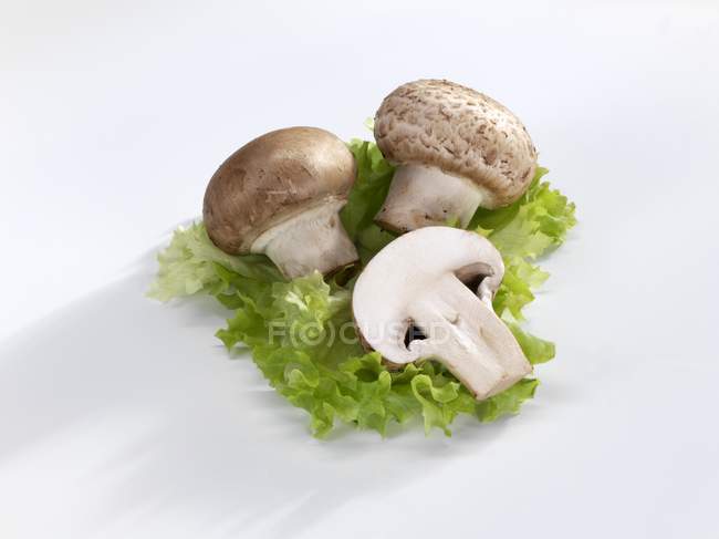 Chestnut mushrooms on lettuce leaf — Stock Photo