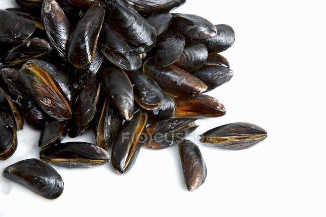 Heap of fresh Mussels — Stock Photo