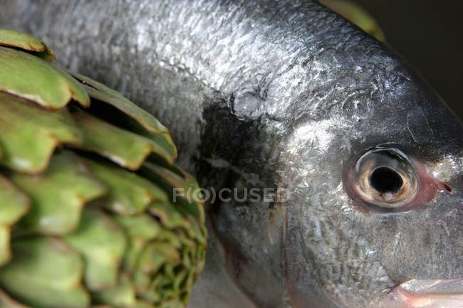 Сырой морской лещ с артишоком — стоковое фото