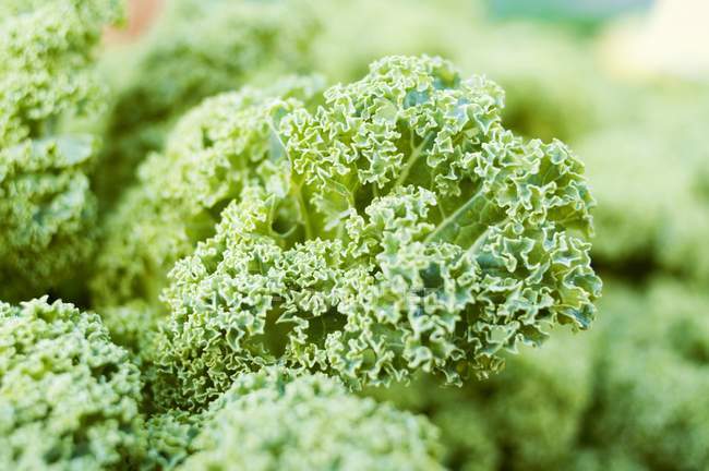 Kale growing in field — Stock Photo