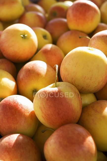 Fresh Ripe Apples — Stock Photo
