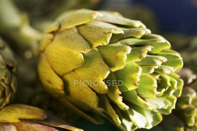 Alcachofra verde fresca — Fotografia de Stock