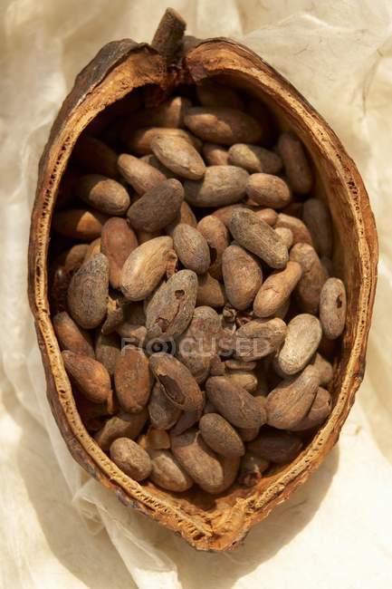 Cocoa beans in pod — Stock Photo