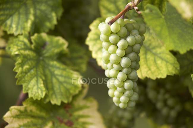 Вайсбургерський виноград на винограднику — стокове фото