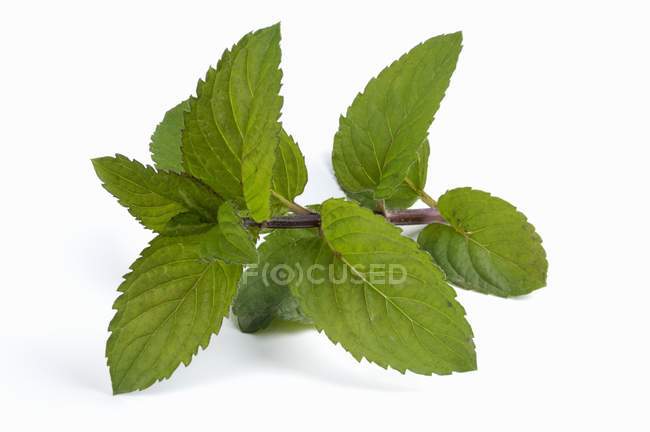 Thuringian green mint — Stock Photo