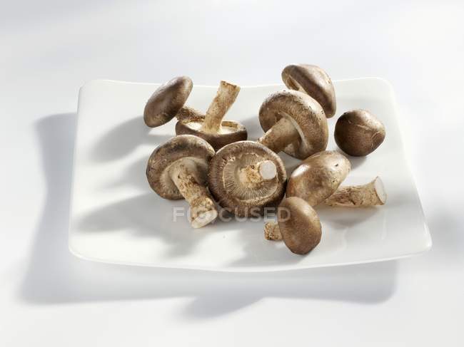 Funghi Shiitake, primo piano — Foto stock