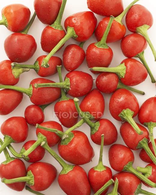 Petits nombreux piments rouges — Photo de stock