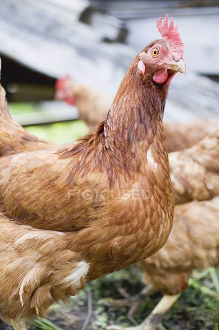 Daytime cropped view of brown feathered hens — Stock Photo