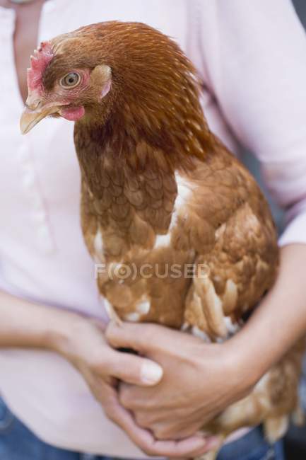 Closeup view of woman holding alive hen — Stock Photo
