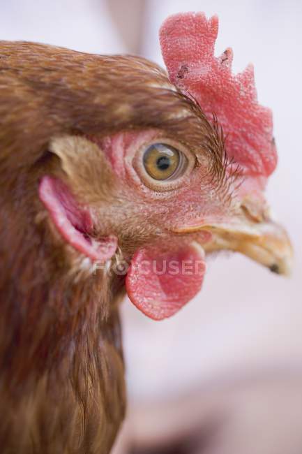 Closeup side headshot of alive hen — Stock Photo