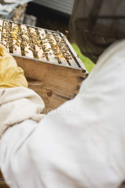 Vista de perto do apicultor que detém colmeia — Fotografia de Stock