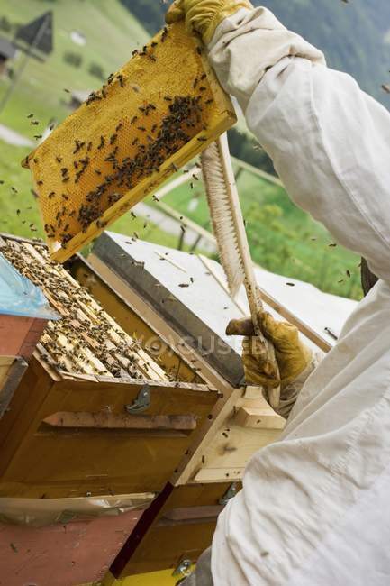 Visão inclinada diurna do apicultor que cuida da colmeia — Fotografia de Stock