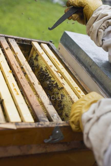 Vista da vicino dell'apicoltore tendente all'alveare — Foto stock