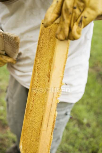 Primo piano vista di apicoltore che tiene cornice cella miele — Foto stock