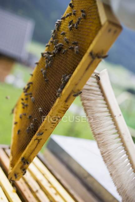 Brushing bees off  honeycomb — Stock Photo