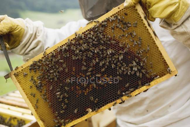Vista durante el día del apicultor que atiende a la colmena - foto de stock