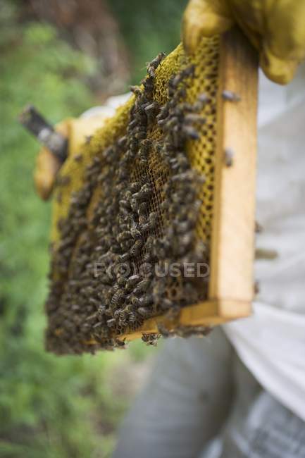Hands holding honeycomb — Stock Photo