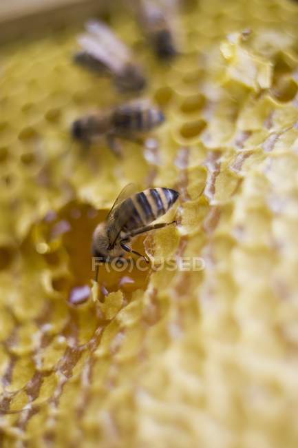 Honeycomb with sitting bees — Stock Photo