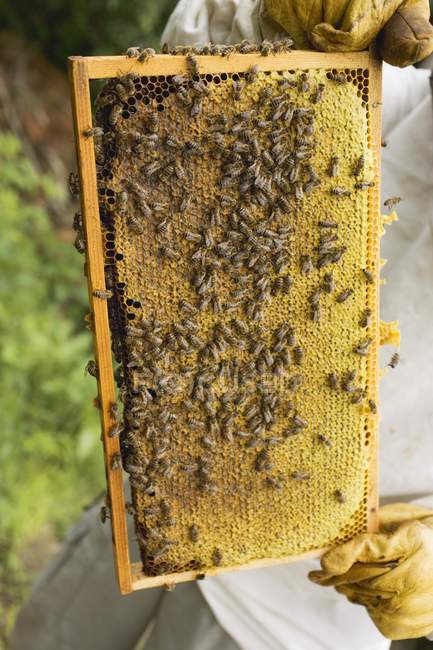 Mains tenant un nid d'abeille — Photo de stock