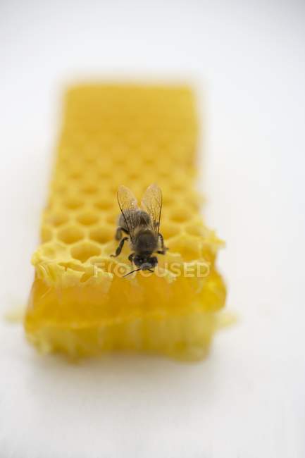 Бджола сидить на стільниці — стокове фото