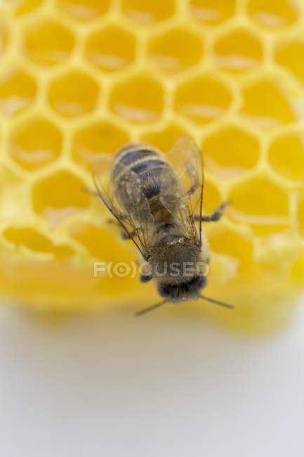 Abeille assise sur nid d'abeille — Photo de stock