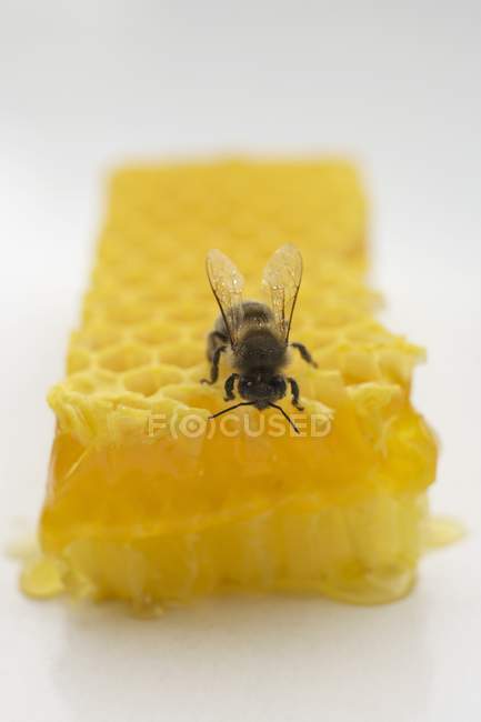 Abelha sentada em favo de mel — Fotografia de Stock