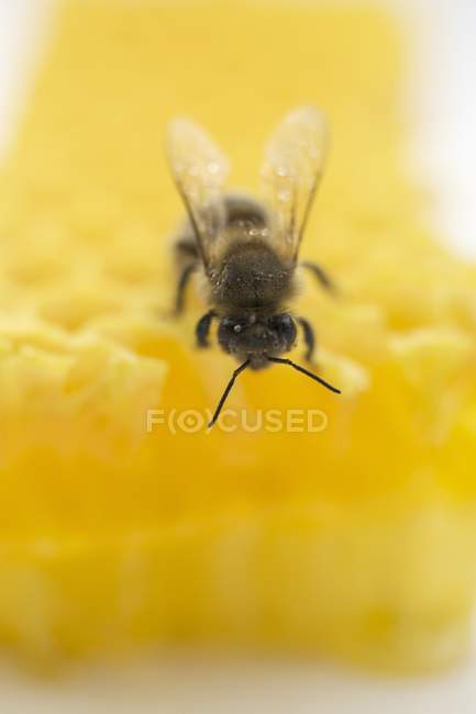 Abeille assise sur nid d'abeille — Photo de stock