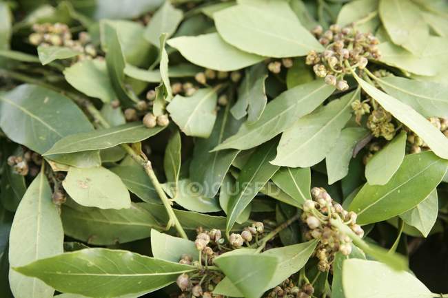 Rami di foglie di alloro — Foto stock