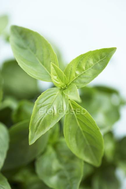 Fresh green Basil — Stock Photo