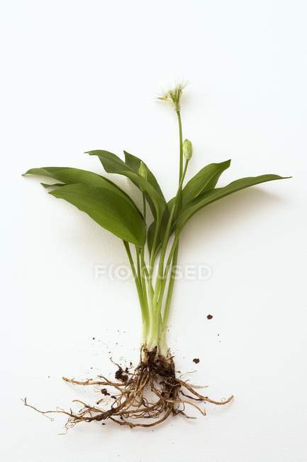 Bärlauchpflanze — Stockfoto