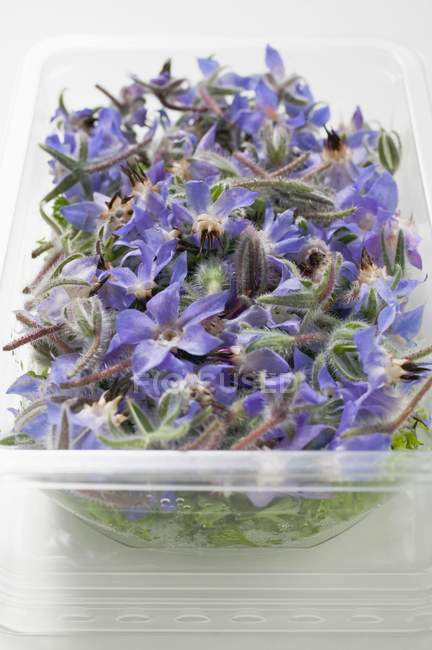 Nahaufnahme von Borretsch-Blumen in Plastiktablett — Stockfoto