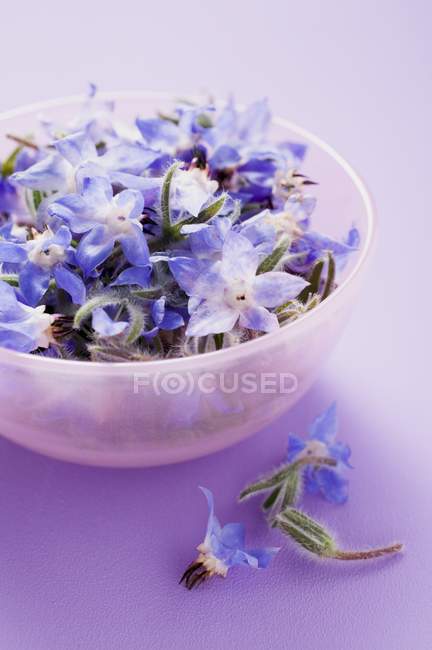 Closeup view of Borage flowers in and beside pink bowl — Stock Photo