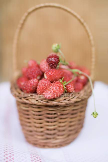 Fresh ripe wild strawberries — Stock Photo